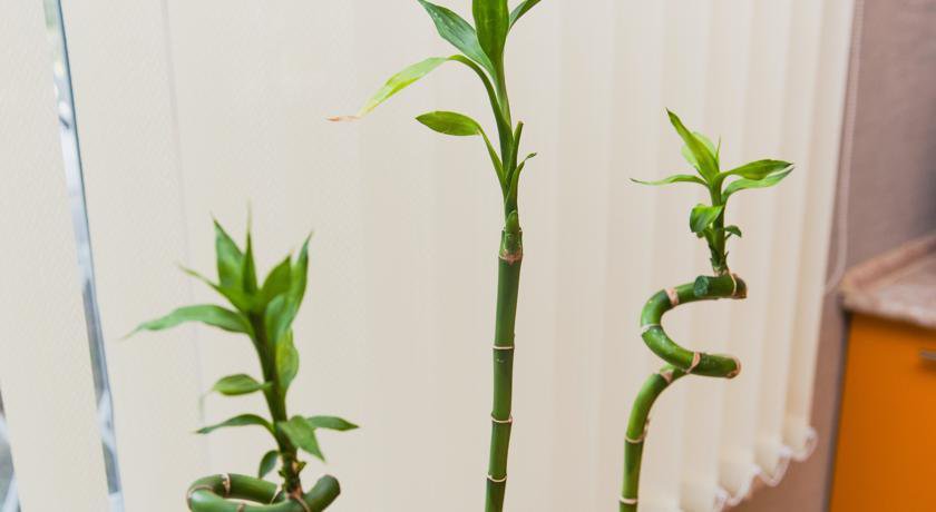 Апартаменты Apartaments on Chekhova Ростов-на-Дону