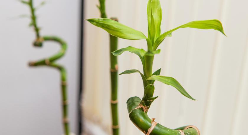 Апартаменты Apartaments on Chekhova Ростов-на-Дону-20